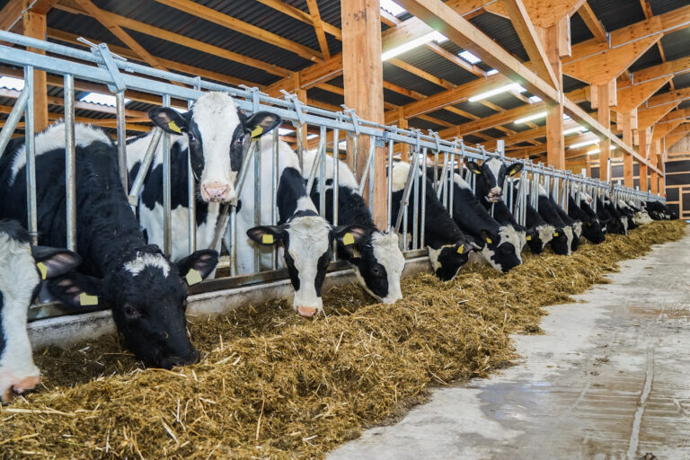 Kühe am Futtertisch, die Silage fressen