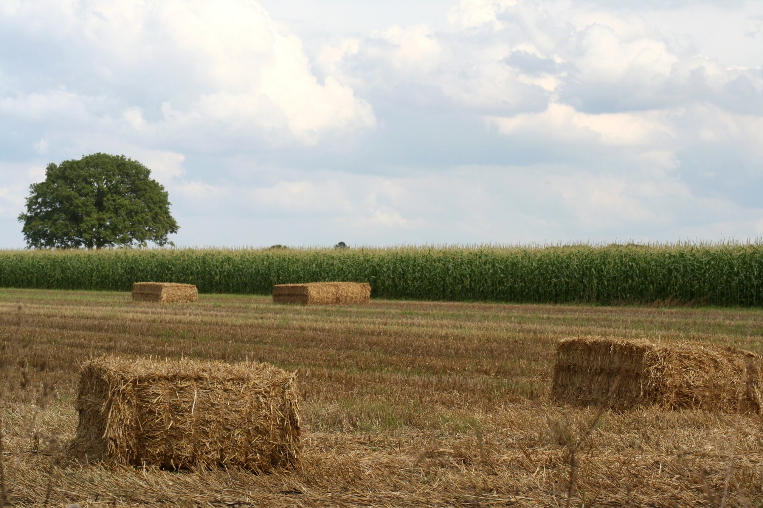 Mehrere Strohquaderballen, unregelmäßig auf einem abgeernteten Kornfeld verteilt liegend