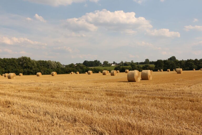 Weitläufiges, abgeerntetes Kornfeld, auf dem mehrere Strohballen verteilt liegen