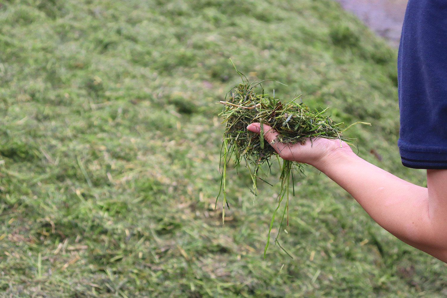 Nahaufnahme einer Hand, die eine Portion frischer Grassilage hält