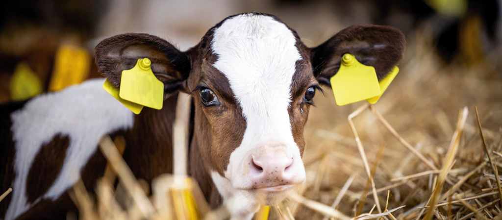 Kalb guckt nach vorne hat marken im Ohr und ist vom Stroh umgeben