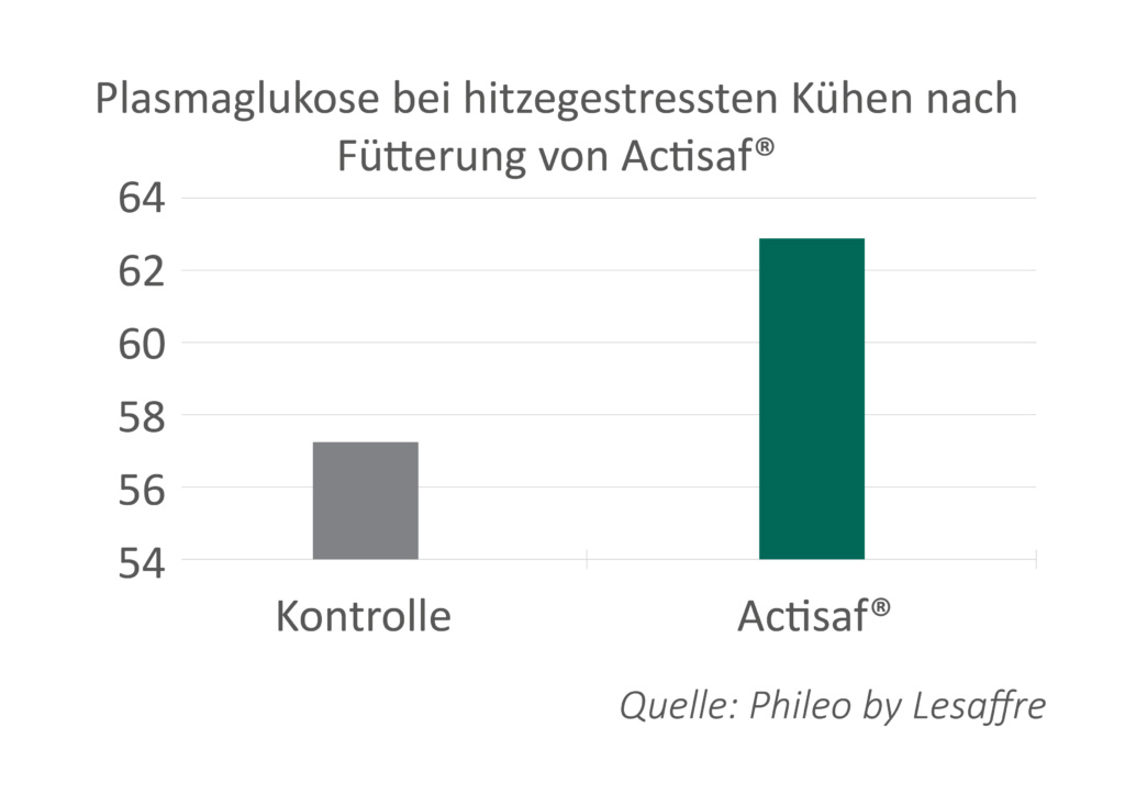 Mit Lebendhefe gegen Hitzestress