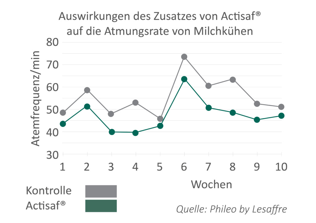 Mit Lebendhefe gegen Hitzestress
