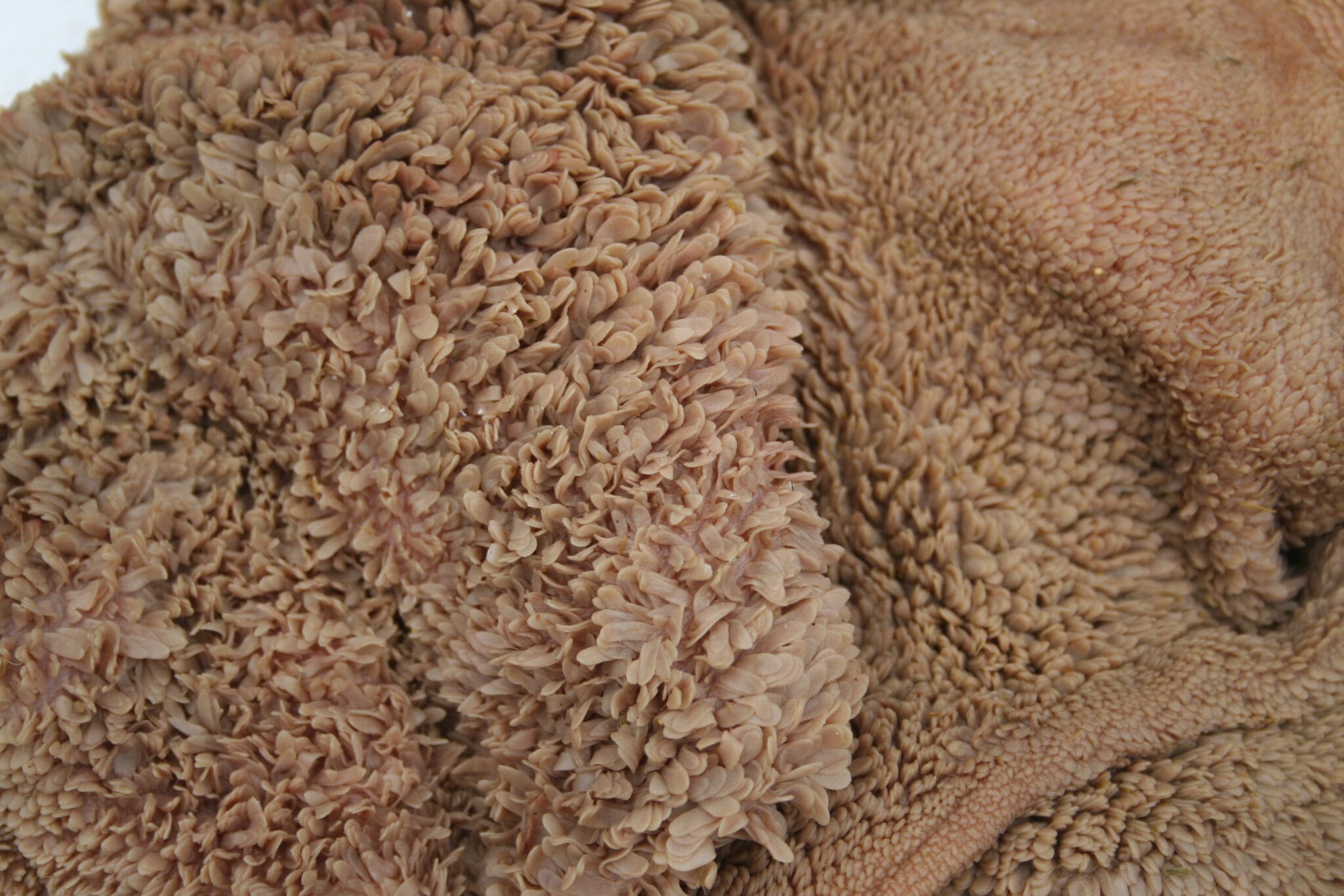 Nahaufnahme eines Pansens, auf dem braune Pansenzotten deutlich zu sehen sind