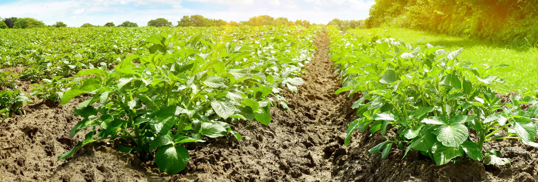Große Pflanzenblätter in Reihen auf einem Feld