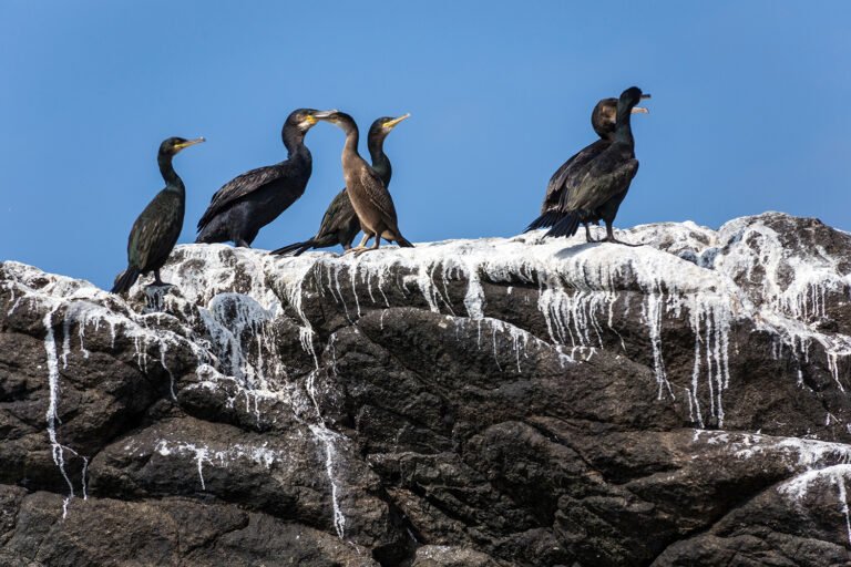 Sechs Vögel auf einem großen Stein