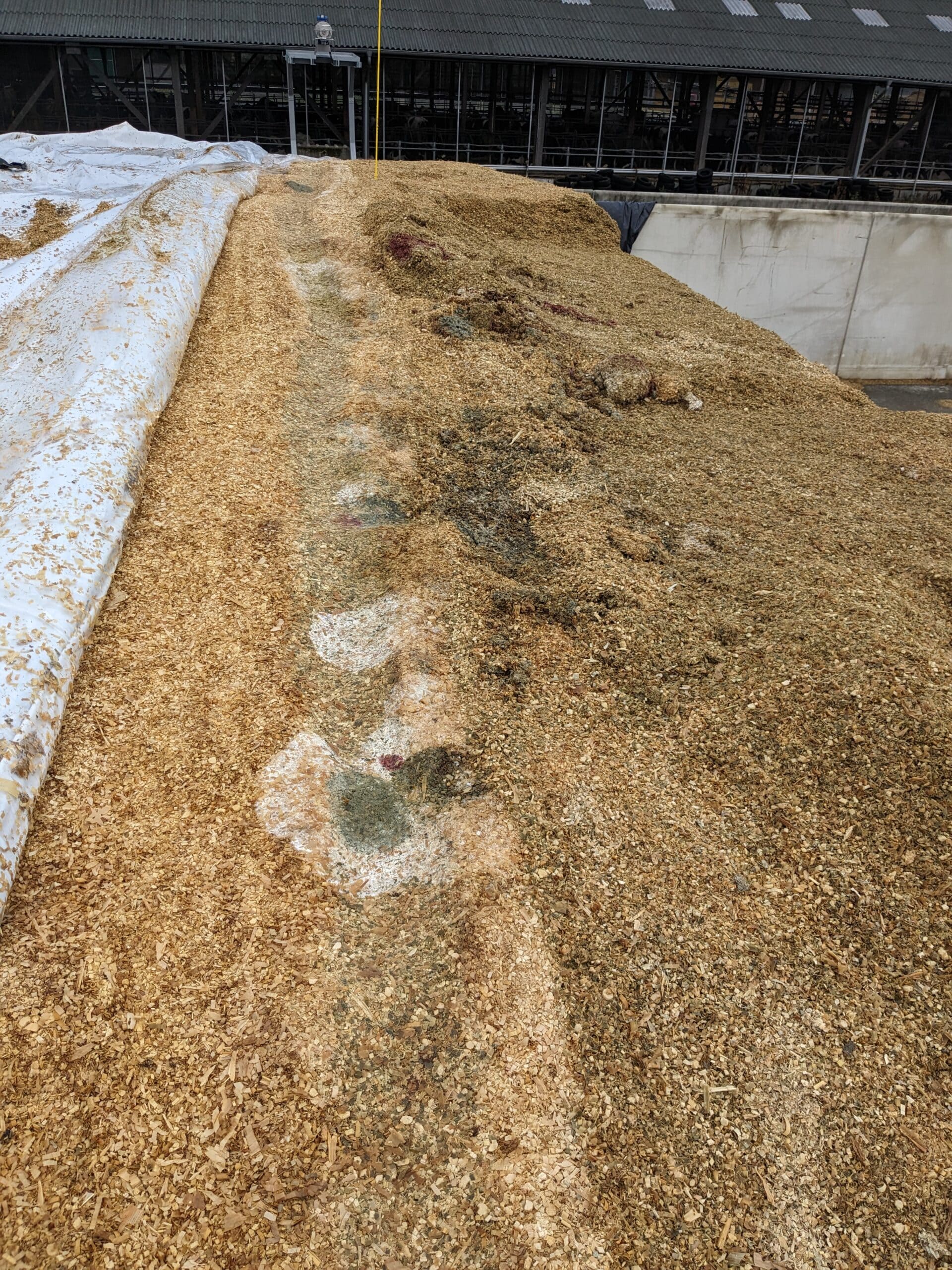 Ein Maissilo, auf dem die weiße Folie aufgedeckt ist. Eine klare Spur zeigt, wo der Barriereschlauch lag, davor ist leichter Schimmel sichtbar, der die unterschiedliche Abdeckung verdeutlicht