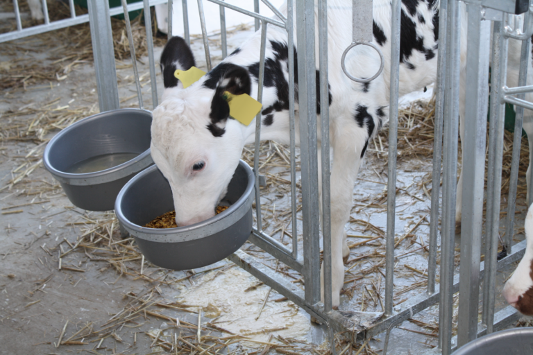 Kälber Müsli